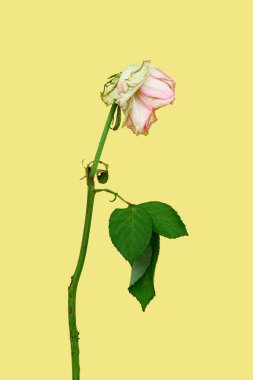 Sarı arka planda solmuş pembe gül