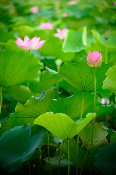 Lotusbloem Een Vijver Verticale Samenstelling — Stockfoto