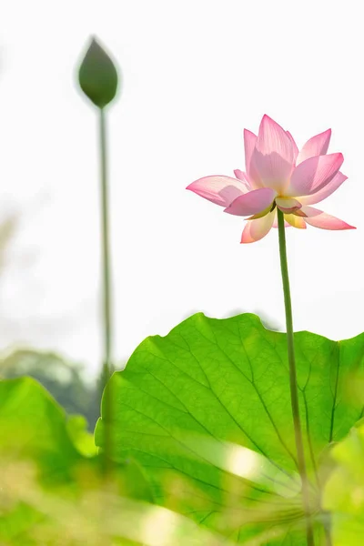 Lotusbloem Een Vijver Verticale Samenstelling — Stockfoto
