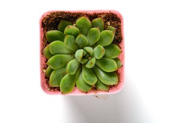 Beyaz arka planda yeşil sulu bitkinin üst görünümü