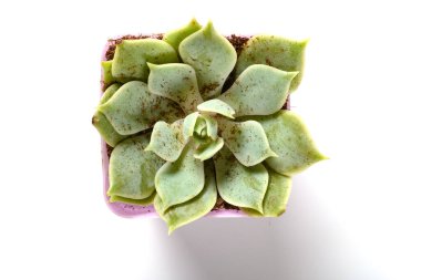 Beyaz arka planda yeşil sulu bitkinin üst görünümü