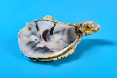 Mavi arkaplanda yan görünüm istiridye kabuğu