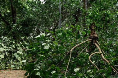 Şiddetli bir fırtınadan sonra kırık ağaç devrildi.
