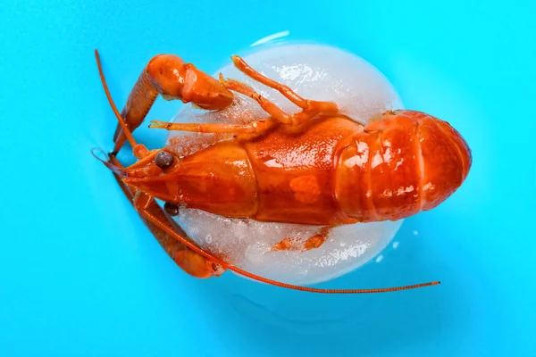 Üst görünüm dondurulmuş karides çözülme sürecinde