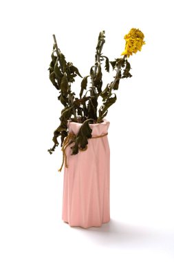 Beyaz arkaplanda solmuş kasımpatı çiçeği var.