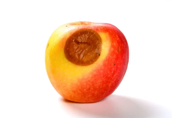 白い背景に腐ったリンゴを見る — ストック写真