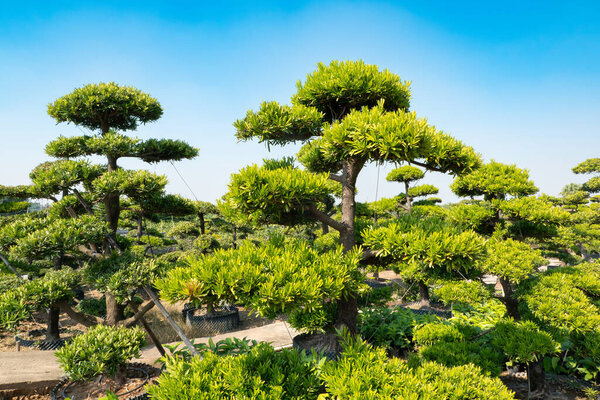 podocarpus macrophyllus в горизонтальном составе