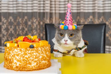 Şirin İngiliz kısa hava kedisi doğum gününü yatay olarak kutluyor.