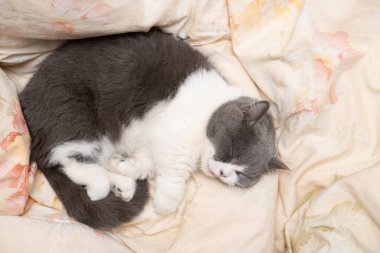 british short hair cat sleeping on the bed comfortablely