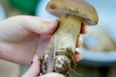 Taze toplanmış porcini mantarları yakın plan.