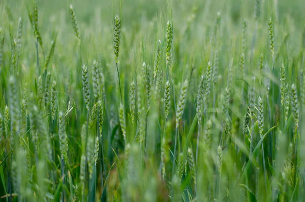 抽象的な緑の小麦の背景のクローズアップ ストック写真