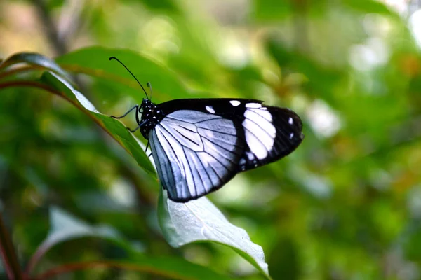 Beau Papillon Bleu Sur Une Branche — Photo