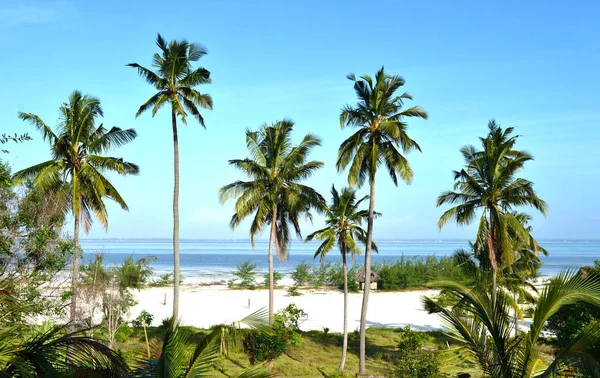 Blick Auf Das Meer Und Die Palmen — Stockfoto