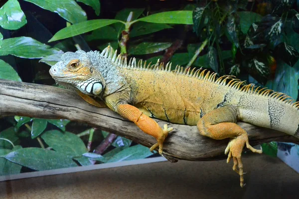 Iguana Siedzi Gałęzi Okolicy Liści — Zdjęcie stockowe