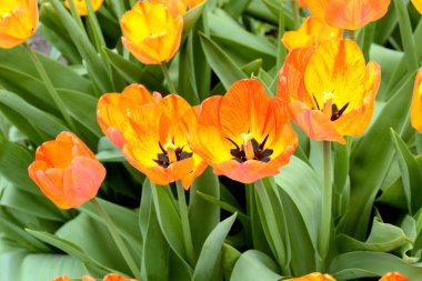 Açıklıkta kırmızı lale