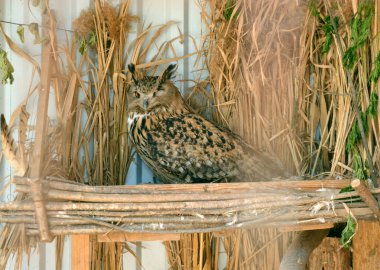 Brown baykuş doğal ortamda