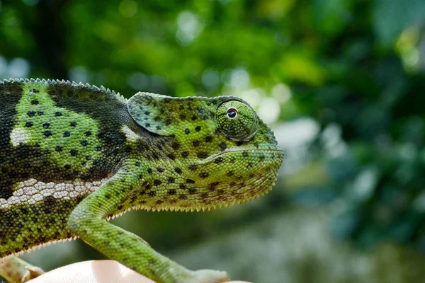 Portrait Caméléon Sur Fond Vert — Photo