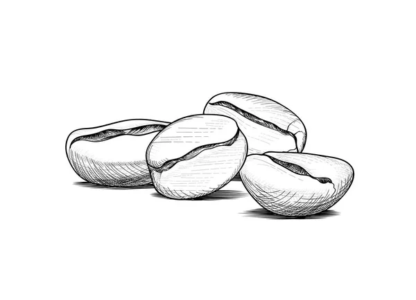 Beyaz arka plan üzerinde el çekilmiş kahve çekirdekleri kroki