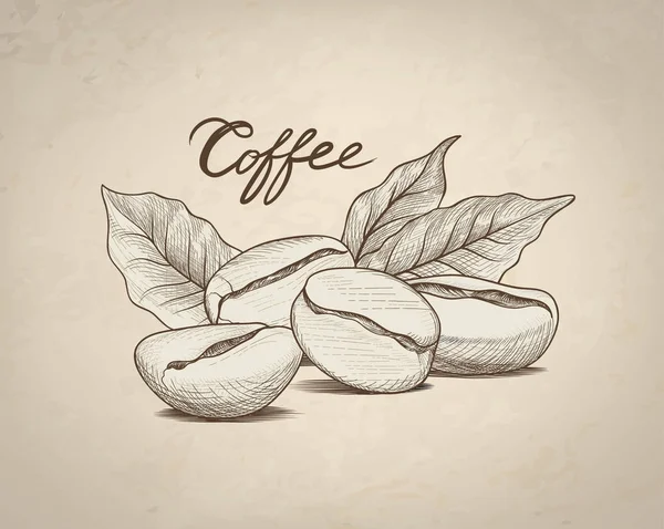 Kahve Çekirdekleri Yaprakları Yazısı Yazı Ile — Stok Vektör