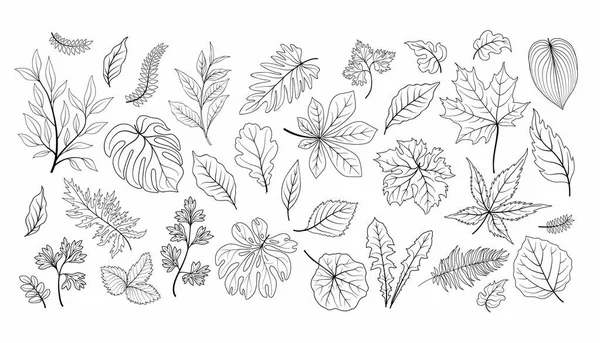 Folhas prontas. Colecção de esboço floral de erva folha de planta diferente . — Vetor de Stock