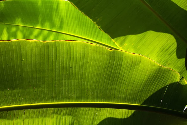 Banana Leaf Backlit Sun — Stock Photo, Image