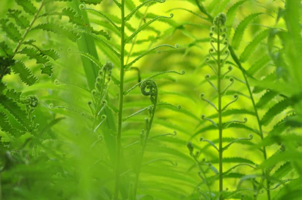 Mooie Varens Laat Groen Gebladerte Natuurlijke Floral Fern Achtergrond Zonlicht — Stockfoto