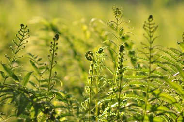 Güzel ferns yeşil yeşillik doğal çiçek fern arka plan güneş ışığı altında bırakır..