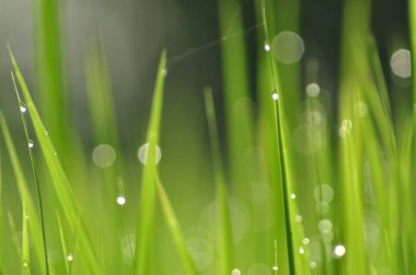 Çiğ su ile taze yeşil çimenlerin üzerinde sabah yeşil sezon geliyor. Güzellik bokeh. Arka plan bulanık. Doğa arka plan. Texture.Rice alanları iyi çevre konsepti ile. kopya alanı.