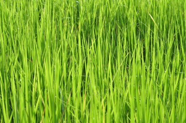 Çiğ su ile taze yeşil çimenlerin üzerinde sabah yeşil sezon geliyor. Güzellik bokeh. Arka plan bulanık. Doğa arka plan. Texture.Rice alanları iyi çevre konsepti ile. kopya alanı.