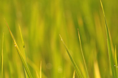 Çiğ su ile taze yeşil çimenlerin üzerinde sabah yeşil sezon geliyor. Güzellik bokeh. Arka plan bulanık. Doğa arka plan. Texture.Rice alanları iyi çevre konsepti ile. kopya alanı.