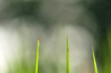 Çiğ su ile taze yeşil çimenlerin üzerinde sabah yeşil sezon geliyor. Güzellik bokeh. Arka plan bulanık. Doğa arka plan. Texture.Rice alanları iyi çevre konsepti ile. kopya alanı.