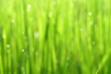 Çiğ su ile taze yeşil çimenlerin üzerinde sabah yeşil sezon geliyor. Güzellik bokeh. Arka plan bulanık. Doğa arka plan. Texture.Rice alanları iyi çevre konsepti ile. kopya alanı.