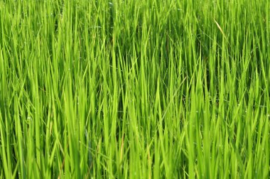 Çiğ su ile taze yeşil çimenlerin üzerinde sabah yeşil sezon geliyor. Güzellik bokeh. Arka plan bulanık. Doğa arka plan. Texture.Rice alanları iyi çevre konsepti ile. kopya alanı.