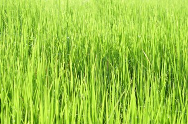 Çiğ su ile taze yeşil çimenlerin üzerinde sabah yeşil sezon geliyor. Güzellik bokeh. Arka plan bulanık. Doğa arka plan. Texture.Rice alanları iyi çevre konsepti ile. kopya alanı.