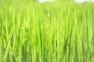 Çiğ su ile taze yeşil çimenlerin üzerinde sabah yeşil sezon geliyor. Güzellik bokeh. Arka plan bulanık. Doğa arka plan. Texture.Rice alanları iyi çevre konsepti ile. kopya alanı.