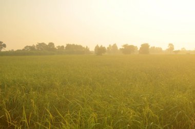 Paddy kulak ve pilav ile gündoğumu sabahları yaprakların yeşil Season.Rice alanları iyi çevre kavramı ile çiy.