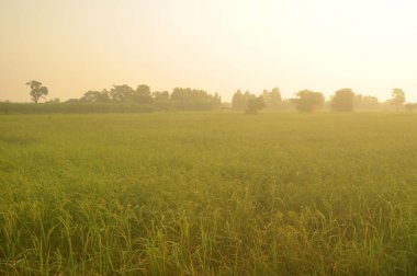 Paddy kulak ve pilav ile gündoğumu sabahları yaprakların yeşil Season.Rice alanları iyi çevre kavramı ile çiy.
