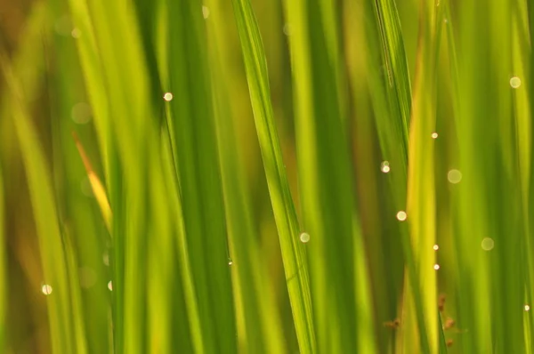 Rocíe Hierba Verde Fresca Con Gotas Agua Mañana Temporada Verde — Foto de Stock