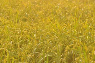 Paddy kulak ve pilav ile gündoğumu sabahları yaprakların yeşil Season.Rice alanları iyi çevre kavramı ile çiy.