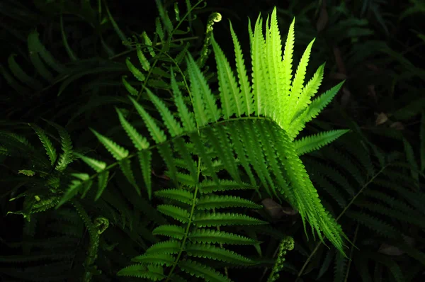 Vackra Ormbunkar Löv Grönt Bladverk Naturliga Blommig Ormbunke Bakgrund Solljus — Stockfoto