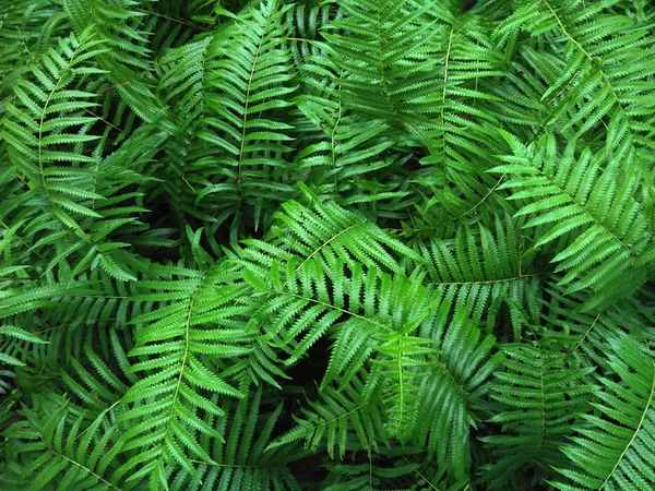 Güzel Ferns Yeşil Yeşillik Doğal Çiçek Fern Arka Plan Güneş — Stok fotoğraf