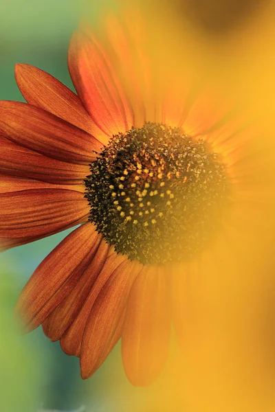 Das Makro Rote Sonnenblumenblatt — Stockfoto