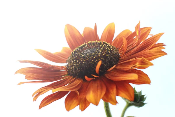Die Aussicht Unter Der Sonnenblume Auf Dem Bauernhof — Stockfoto