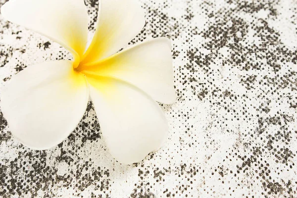 The white and yellow flower on vintage background
