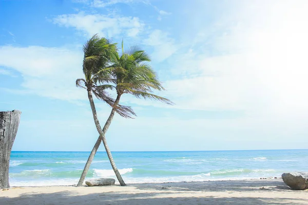 Die Überquerung Der Palme Auf Dem Meer — Stockfoto