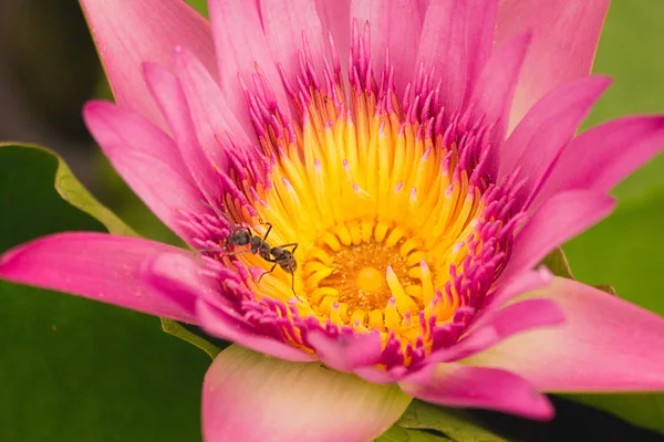 Macro Van Roze Gele Lotusbloem — Stockfoto