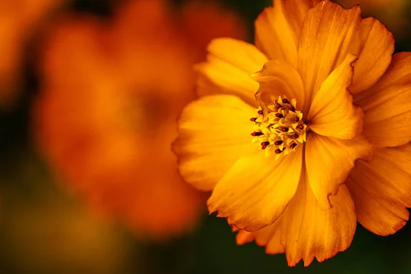 Little Orange Flower — Stock Photo, Image