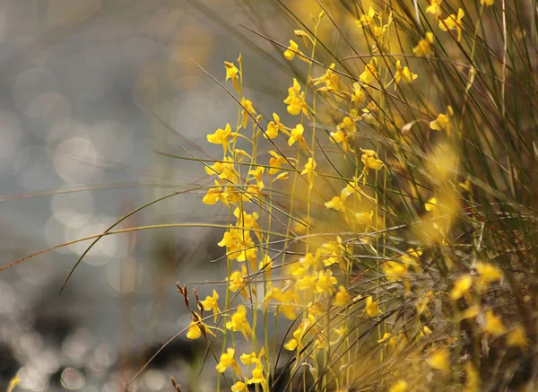 Маленький Желтый Цветок — стоковое фото