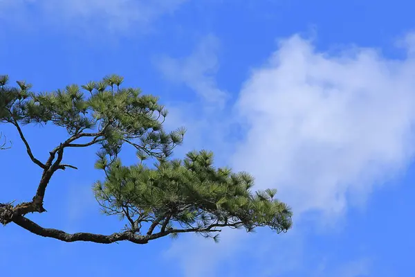 Árbol Con Cielo Azul —  Fotos de Stock