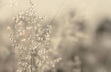 Doğal arka plan, alacakaranlık çimen çiçek